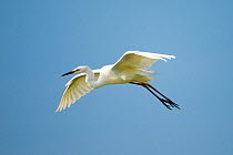 Great white egret (Egretta alba alba) in flight, coming in to land. Hungary, May.