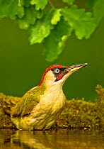 Green woodpecker (Picus viridis viridis) male bathing in oak woodland, Hungary. May.