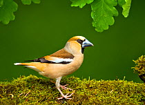 Hawfinch (Coccothraustes coccothraustes coccothraustes) male perched on moss covered log,in forest setting. Hungary, May