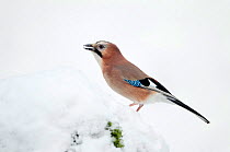 Jay (Garrulus glandarius) perched on freshly covered snow,feeding on hidden food store, Dumfries and Galloway, Scotland. January