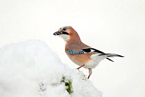 Jay (Garrulus glandarius) perched on freshly covered snow,feeding on hidden food store, Dumfries and Galloway, Scotland, January.