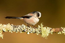 Long-tailed tit (Aegithalos caudatus rosaceus) adult perched on lichen covered twig, Lancashire, England, UK. March