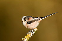 Long-tailed tit (Aegithalos caudatus rosaceus) adult perched on lichen covered twig, looking inquisitive, Lancashire, March