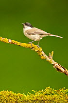 Marsh Tit (Parus palustris palustris) perched in deciduous woodland, Hungary. May.