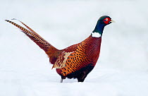 Pheasant (Phasianus colchicus) adult male in a snowy garden. West Yorkshire, UK. January.