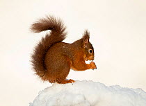 Red squirrel (Sciurus vulgaris) adult feeding in deep snow, Dumfries, Scotland, UK, January.