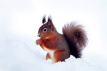Red squirrel (Sciurus vulgaris) adult in deep snow, Dumfries, Scotland, UK, January.