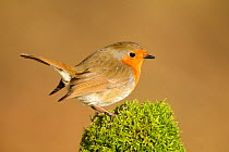 Robin (Erithacus rubecula melophilus) perched on a old moss covered log, Lancashire, England, UK. March.