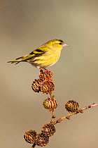 Siskin (Carduelis spinus) adult male perched on larch cone, Lancashire, March