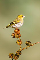 Siskin (Carduelis spinus) adult female perched on larch cone, Lancashire, Engalnd, UK. March.