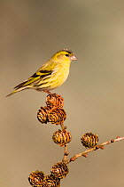 Siskin (Carduelis spinus) adult male perched on larch cone, Lancashire, England, UK, March.
