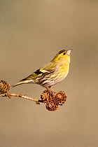 Siskin (Carduelis spinus) adult male perched on larch cone,looking upwards. Lancashire, England, UK. March.