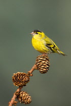 Siskin (Carduelis spinus) adult male perched on larch cone, Lancashire, England, UK. March.