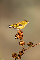 Siskin (Carduelis spinus) adult male perched on larch cone, Lancashire, England, UK, March.