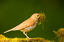 Song thrush (Turdus philomelos clarkei) gathering wet moss at edge of garden pond for nesting material. Hungary, May.