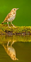Song thrush (Turdus philomelos clarkei) reflected at edge of garden pond, Hungary, May.