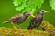 Starlings (Sturnus vulgaris vulgaris) on branch, Hungary, May