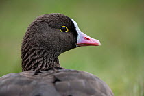 Lesser White-fronted goose (Anser erythropus) resting on the ground, Vogelpark Marlow, Germany, May. Captive.