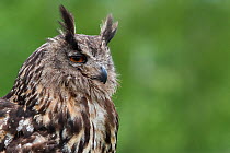 Eurasian Eagle-Owl (Bubo bubo), Vogelpark Marlow, Germany, May. Captive.