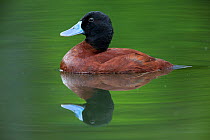 Male Lake duck (Oxyura vittata), Vogelpark Marlow, Germany, May. Captive.