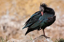 Northern bald ibis (Geronticus eremita) preening, Vogelpark Marlow, Germany, May. Captive.  IUCN Critically Endangered.