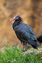 Northern bald ibis (Geronticus eremita), Vogelpark Marlow, Germany, May. Captive.  IUCN Critically Endangered.
