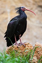 Northern bald ibis (Geronticus eremita) preening, Vogelpark Marlow, Germany, May. Captive.  IUCN Critically Endangered.