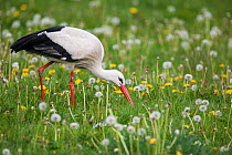 White stork (Ciconia, ciconia) feeding in a meadow, Vogelpark Marlow, Germany, May. Captive.