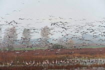 Common cranes (Grus grus) gathering at a roost site, Rhinluch NABU Reserve,  Brandenburg, Germany, October.