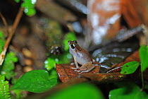 Urich's Rain Frog (Pristimantis urichi) calling on leaf litter, Trinidad, Trinidad and Tobago, April. Endangered species.