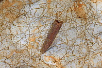 Belemnite rostrum fossil, Sheringham, Norfolk, UK, April 2013