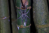 Trinidad Chevron Tarantula (Psalmopoeus cambridgei) on bamboo, Trinidad, Trinidad and Tobago, April