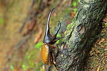Hercules Beetle (Dynastes hercules) on branch, Trinidad, Trinidad and Tobago April