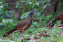 Rufous-vented Chachalaca (Ortalis ruficauda ruficauda) Tobago, Trinidad and Tobago May