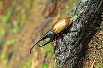 Hercules Beetle (Dynastes hercules) on log, Trinidad, Trinidad and Tobago, April