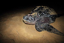 Leatherback Turtle (Dermochelys coriacea) on beach to lay eggs, Trinidad, Trinidad and Tobago, April