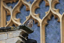 Peregrine (Falco peregrinus peregrinus) calling, by window of Norwich Cathedral June 2013