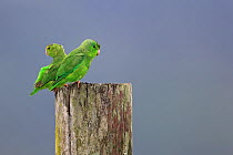 Green-rumped Parrotlets (Forpus passerinus viridissimus) on post, Trinidad, Trinidad and Tobago, April