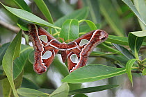 Oriziba Silkmoth (Rothschildia orizaba) Trinidad, Trinidad and Tobago, April