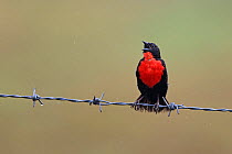 Red-breasted Blackbird (Sturnella militaris) singing on barbed wire in the rain, Trinidad, Trinidad and Tobago, April