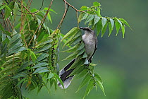 Tropical Mockingbird (Mimus gilvus tobagensis) on fruiting tree, Trinidad, Trinidad and Tobago, April