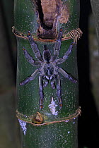 Trinidad Chevron Tarantula (Psalmopoeus cambridgei) on bamboo, Trinidad, Trinidad and Tobago, April