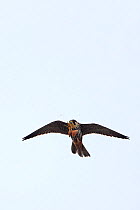 Hobby (Falco subbuteo subbuteo) in flight, Suffolk, UK, May