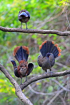 Rufous-vented Chachalacas (Ortalis ruficauda ruficauda) displaying, Tobago, Trinidad and Tobago May 2013