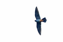 Red-footed Falcon (Falco vespertinus) in flight, Suffolk, UK, May