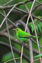 Green Honeycreeper (Chlorophanes spiza spiza) Trinidad, Trinidad and Tobago, April