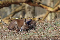 Red Deer (Cervus elaphus) resting on the ground, Minsmere RSPB reserve, Suffolk, UK, April