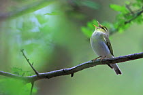 Wood Warbler (Phylloscopus sibilatrix) singing, Norfolk, May