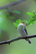 Wood Warbler (Phylloscopus sibilatrix) singing, Norfolk, May