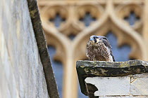 Peregrine (Falco peregrinus peregrinus) juvenile with some down feathers, on ledge by Norwich Cathedral, Norfolk, June 2013